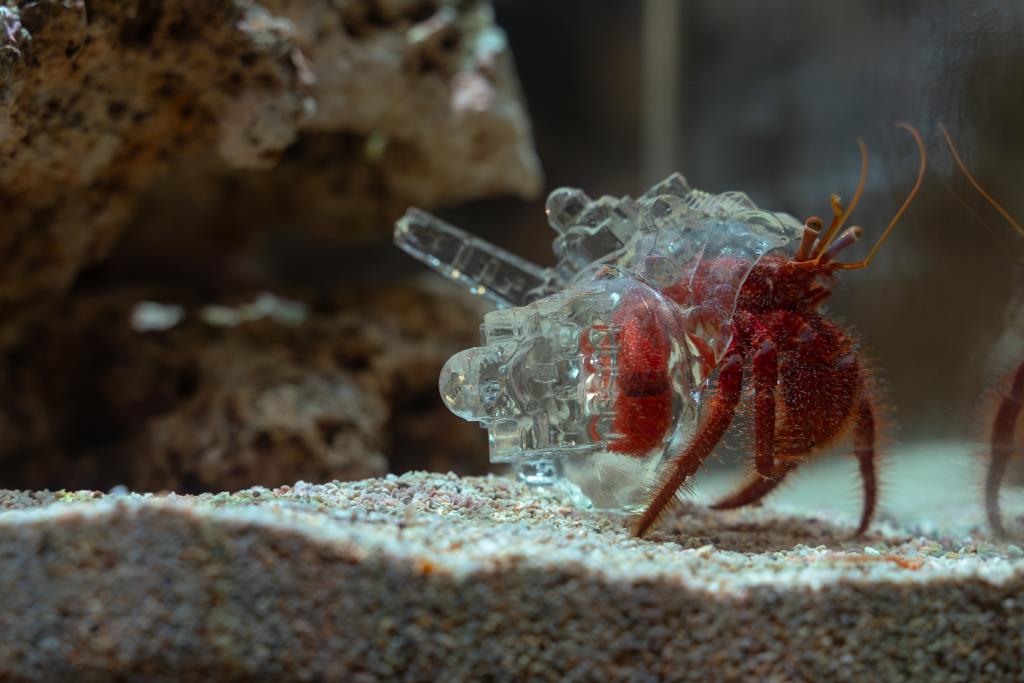 以城市造型外殼寓意寄居蟹換殼，映照移民與難民身份轉換的處境