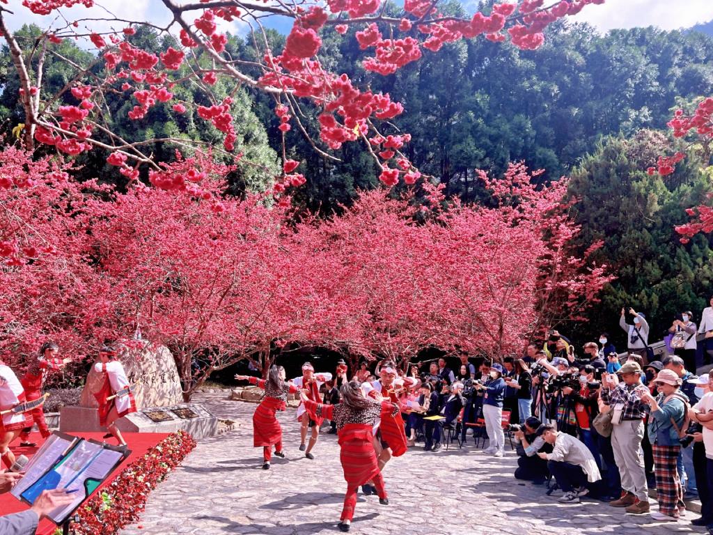 櫻花盛開之時,原住民族歌舞與旅人一同在山風裡歡笑