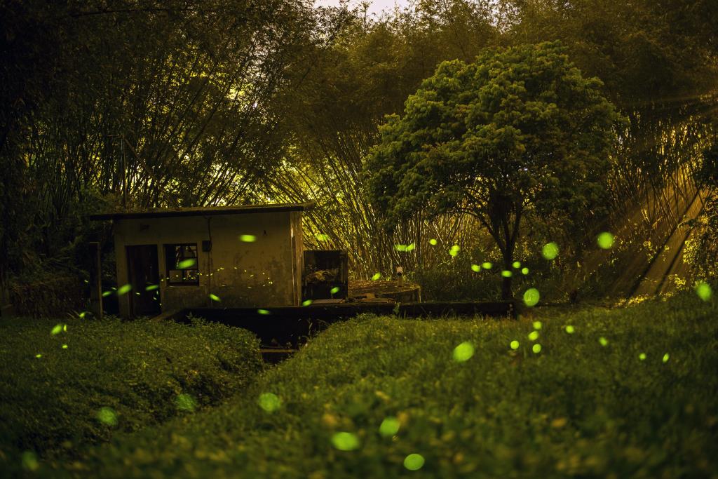 點點螢光如畫般呈現不同層次的綠色盎然