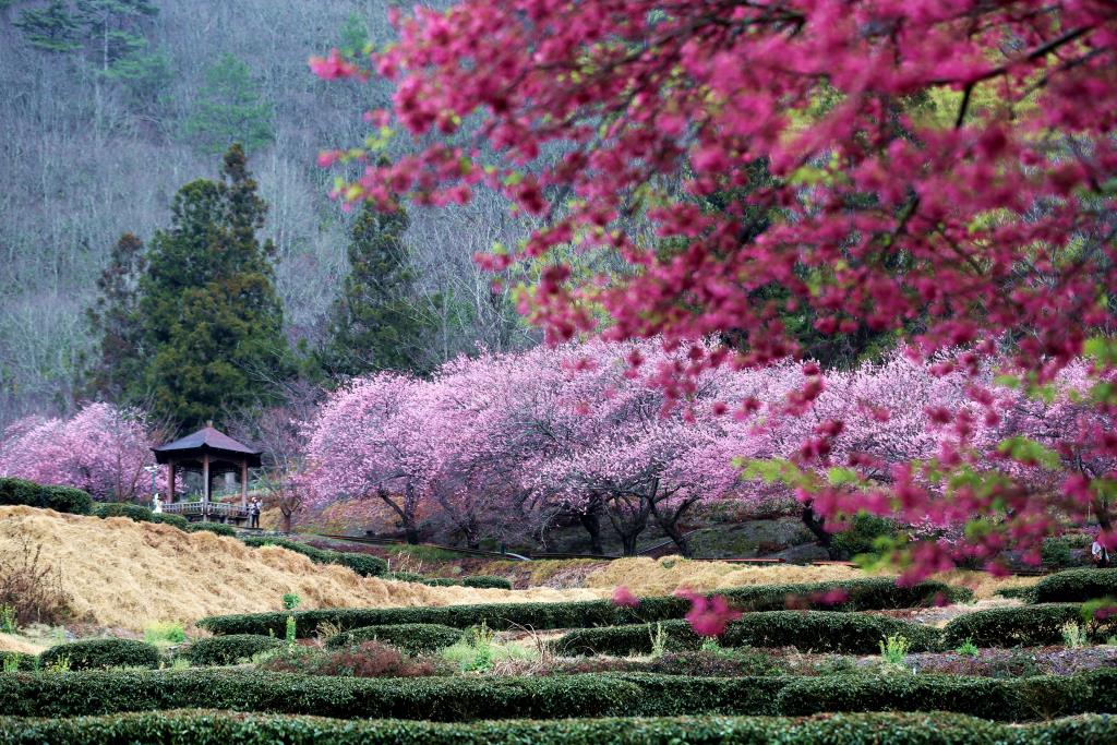 兆豐茶園區-賞櫻秘境