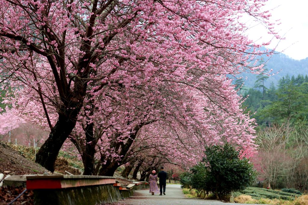 兆豐茶園區-茶園步道櫻花隧道