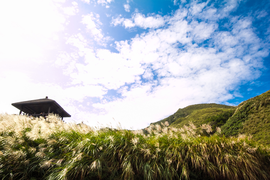 芒花盛開  年度：2014  來源：東北角及宜蘭海岸國家風景區