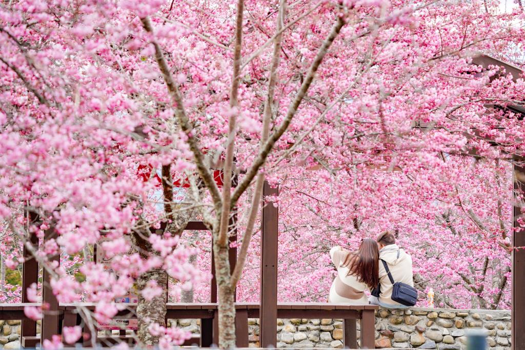 福壽山農場千櫻園諧音牽姻緣，浪漫登場