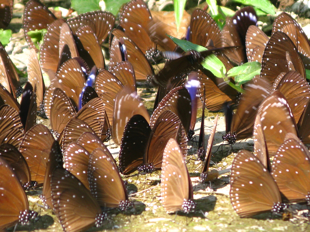 紫斑蝶於地面吸水，形成蝶毯景況  來源：茂林國家風景區管理處