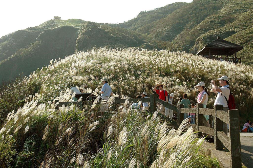銀白色的芒花  來源：東北角暨宜蘭海岸國家風景區