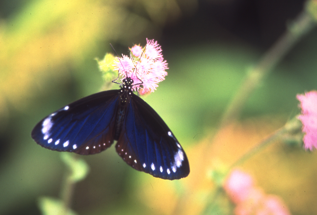 小紫斑蝶  來源：茂林國家風景區管理處