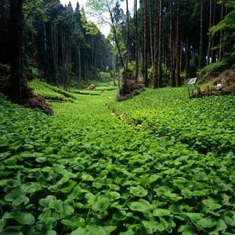 Ecoturismo