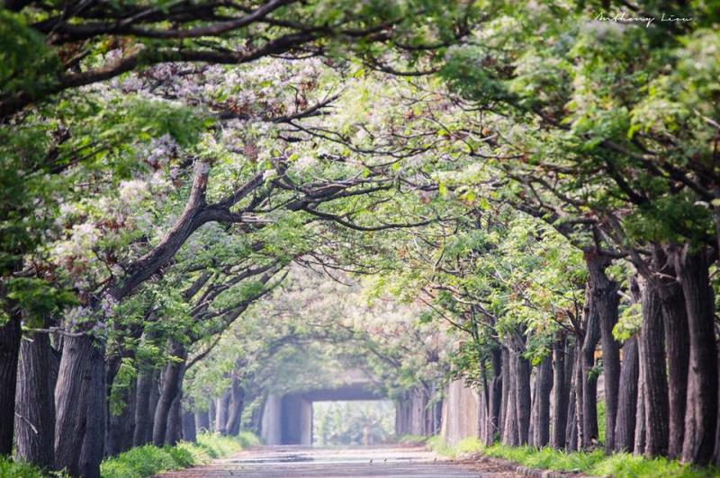 季節限定 又美又香的嘉義「苦楝樹綠色隧道」