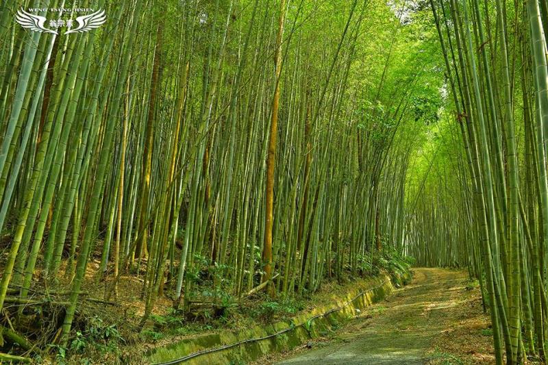 台版嵐山竹林小徑 嘉義瑞里綠色隧道