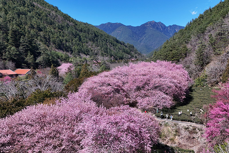 Observaci&oacute;n de los cerezos en flor en la granja Wuling