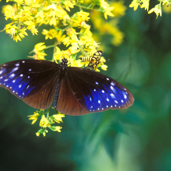 Mariposa cuervo púrpura