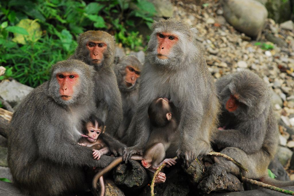 Macaco formosano