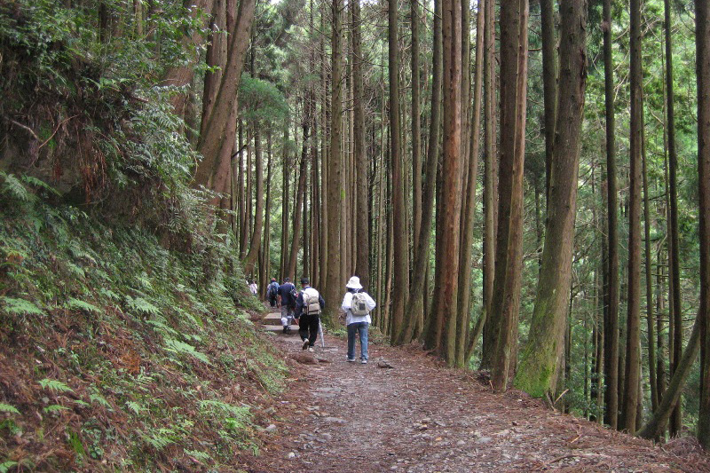 檜山巨木群森林浴步道