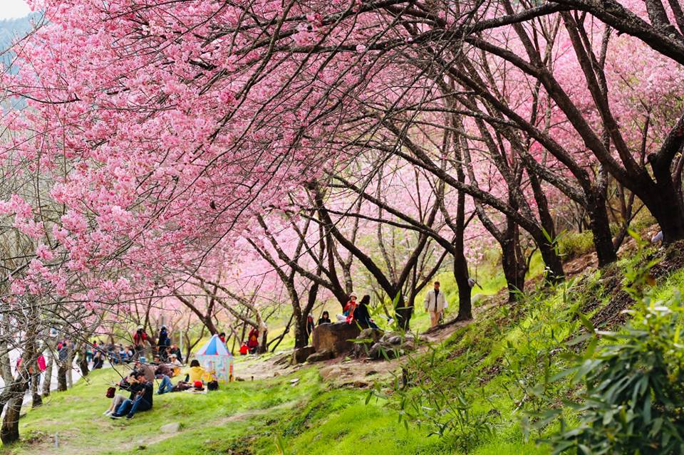 櫻花樹下幸福野餐