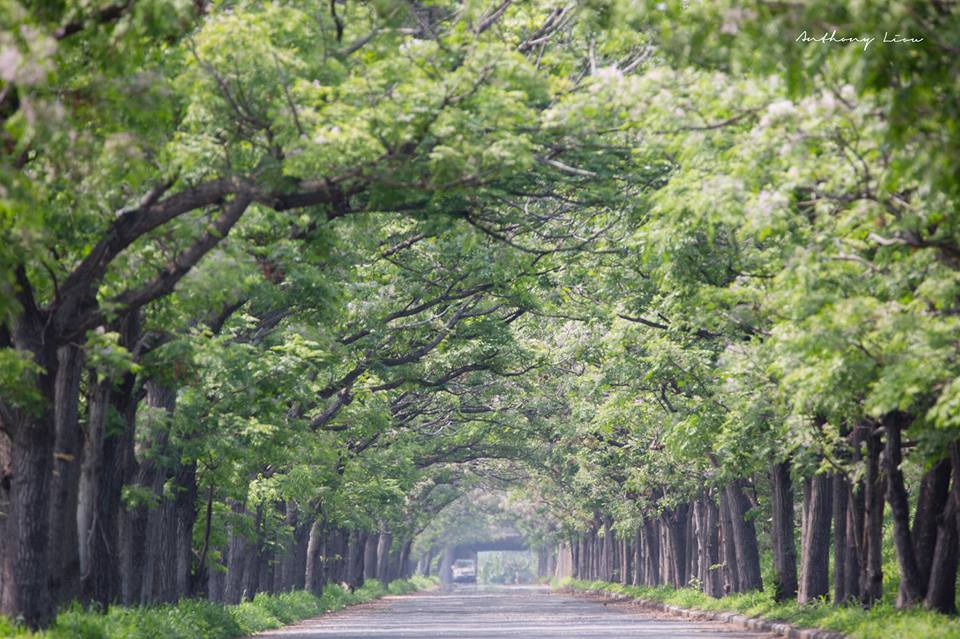 苦楝花隧道