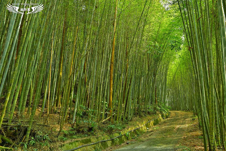 瑞里綠色隧道古意盎然