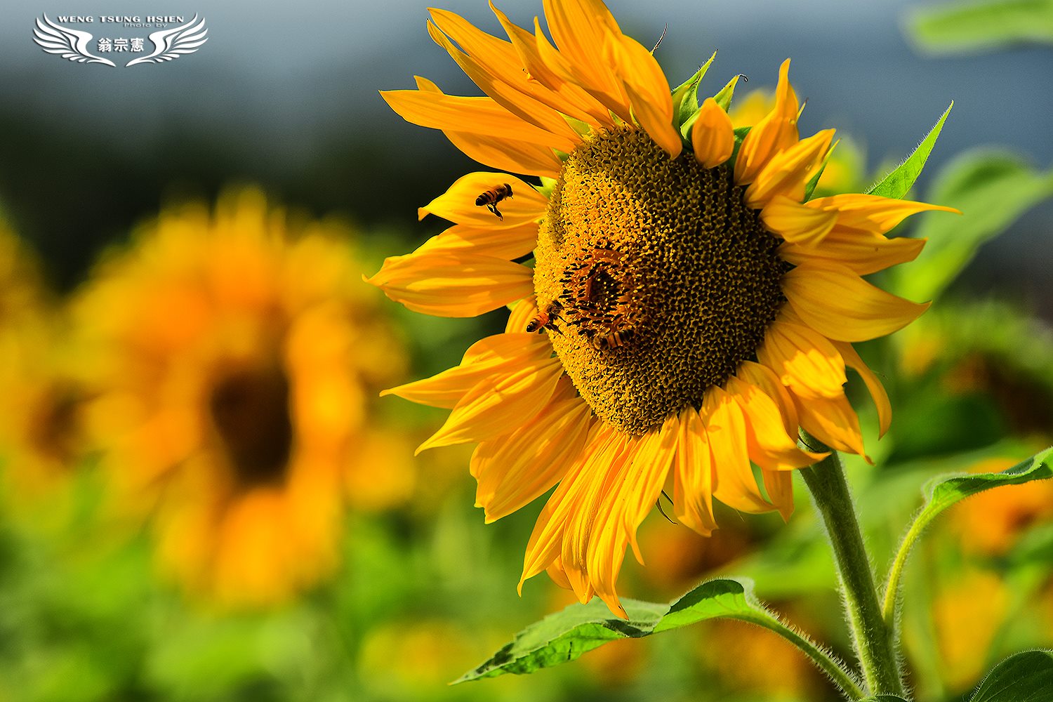 太陽花 太陽花