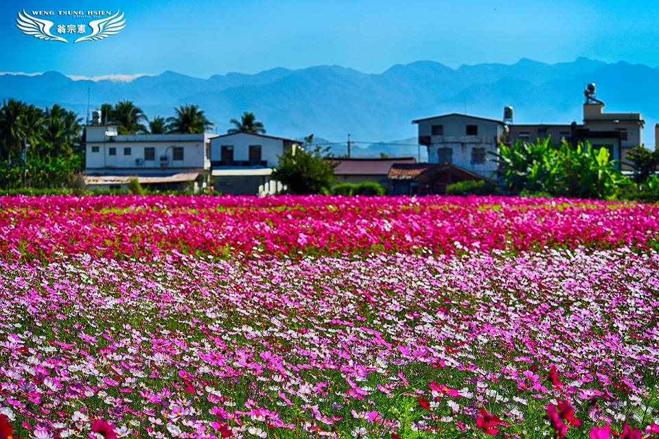 美濃波斯菊花海 美濃波斯菊花海