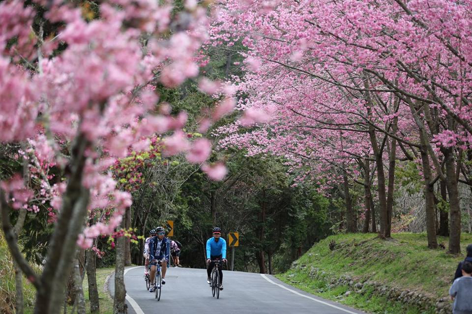 單車漫遊櫻花道
