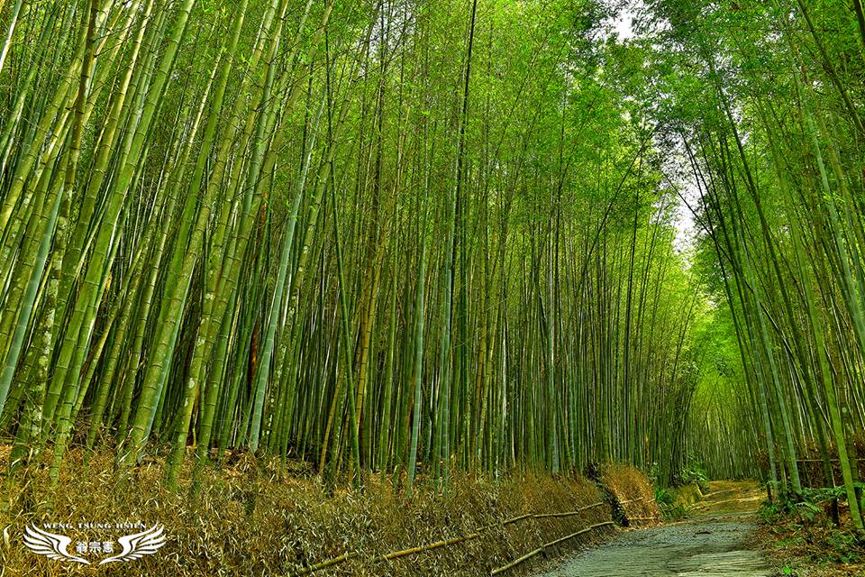 瑞里綠色隧道