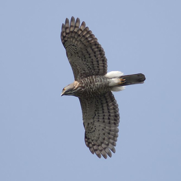 鳳頭蒼鷹