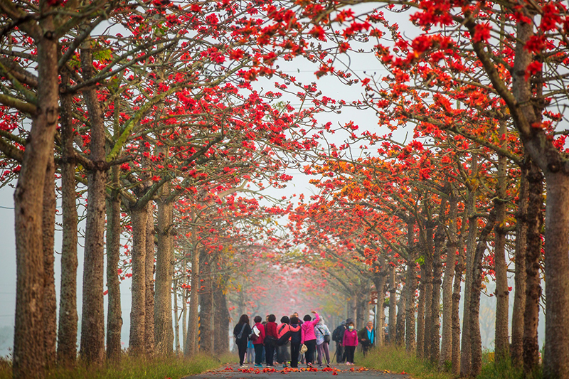 Baihe Linchupi Kapok Road