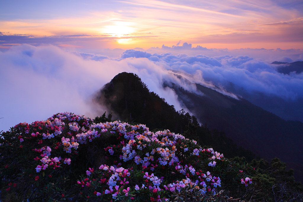 合歡山杜鵑滿山頭