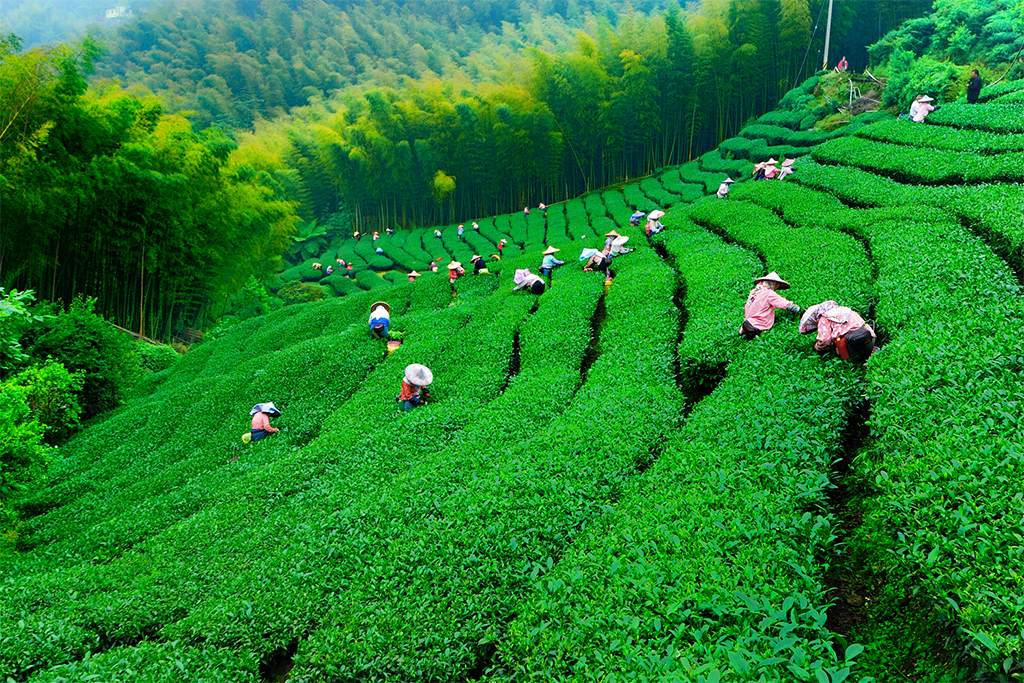 阿里山高山茶園