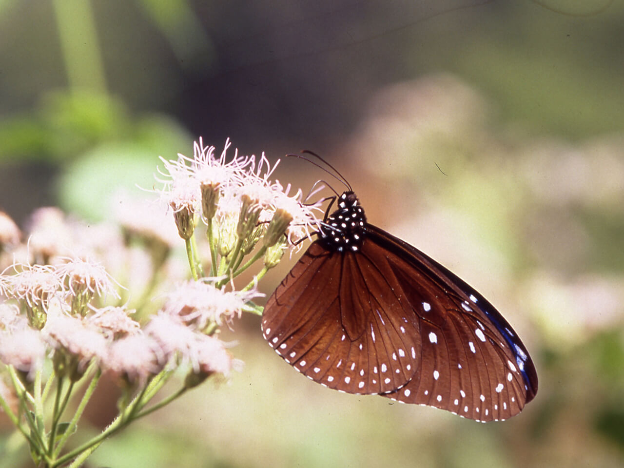  Temporada de la Mariposa Púrpura en Maolin 