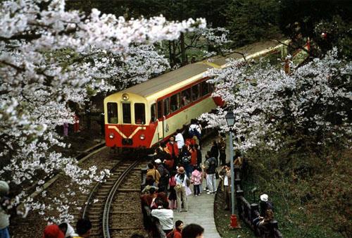 阿里山國家風景區