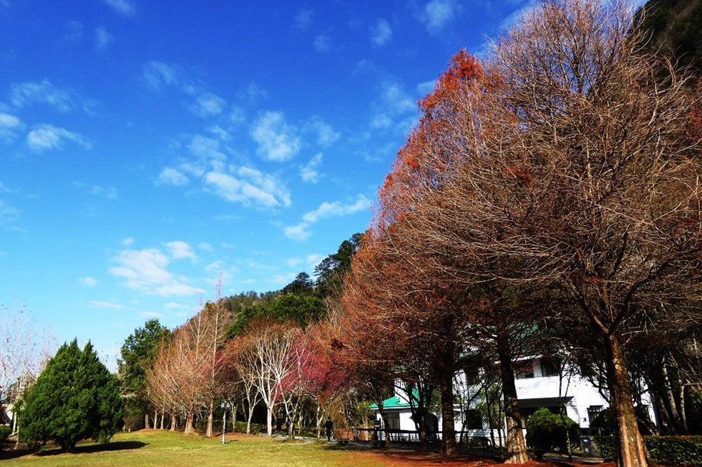 奧萬大國家森林遊樂區 ( 步道、奧萬大吊橋、松林、瀑布群 )