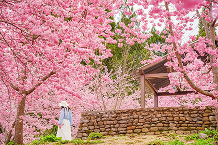 2026春節走春趣!觀光署精選全台山海亮點 邀您開啟馬年幸福漫遊新篇章