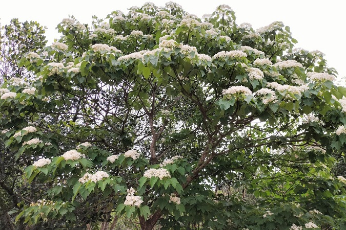 Fiesta de la Flor Tung