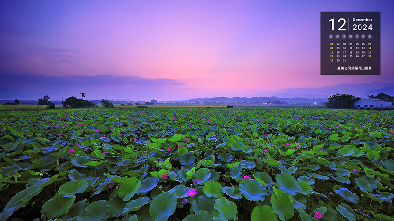 臺南白河鎮蓮花田晨景