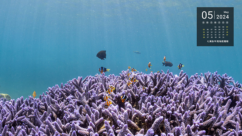 七美臥牛灣海底珊瑚