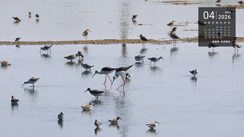 嘉義縣  布袋濕地