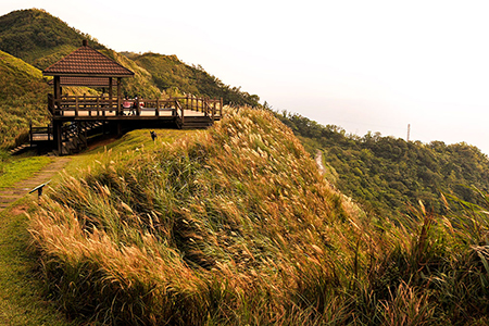 秋季限定美景 草嶺古道芒花季11/3登場