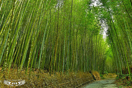 台版嵐山竹林小徑 嘉義瑞里綠色隧道