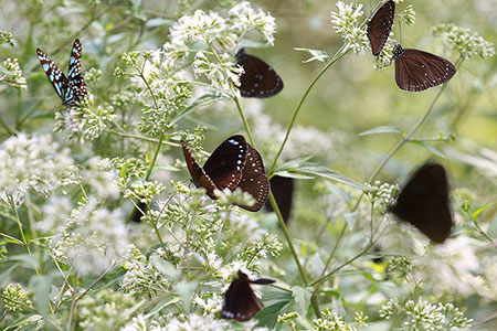 推廣永續觀光 台獲3項亞太旅行協會金獎