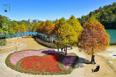 日月潭季節限定 雙心落羽松紅了