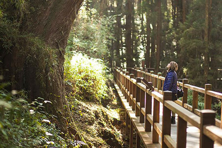 首屆阿里山神木下馬拉松!12.19 報名開跑