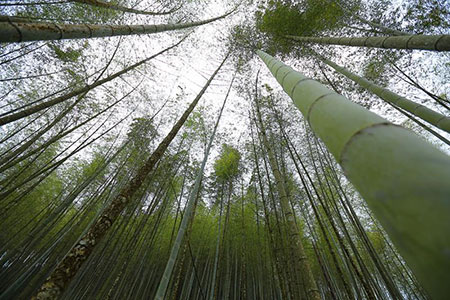武漢肺炎 COVID-19 交通觀光防疫專區 請多加查詢利用