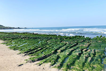 季節限定美景-北海岸抹茶色地毯 老梅綠石槽綠了