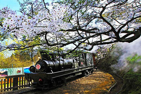 阿里山櫻花季觀光宣傳影片榮獲日本國際觀光影像節-最佳東亞影像獎