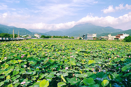 北海岸賞蓮祕境 金山牡丹蓮 一睹夏季最美盛宴