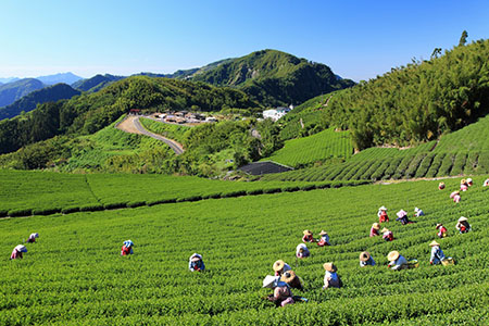 阿里山茶飄香國際~以茶文化體驗觀光勇奪國際大獎