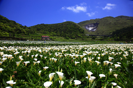 季節限定美景-竹子湖海芋季/繡球花季 花海美景不要錯過