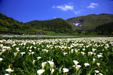 季節限定美景－竹子湖海芋季/繡球花季 花海美景不要錯過