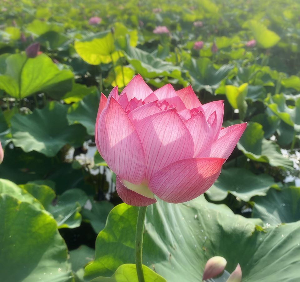 金山牡丹蓮 金山牡丹蓮