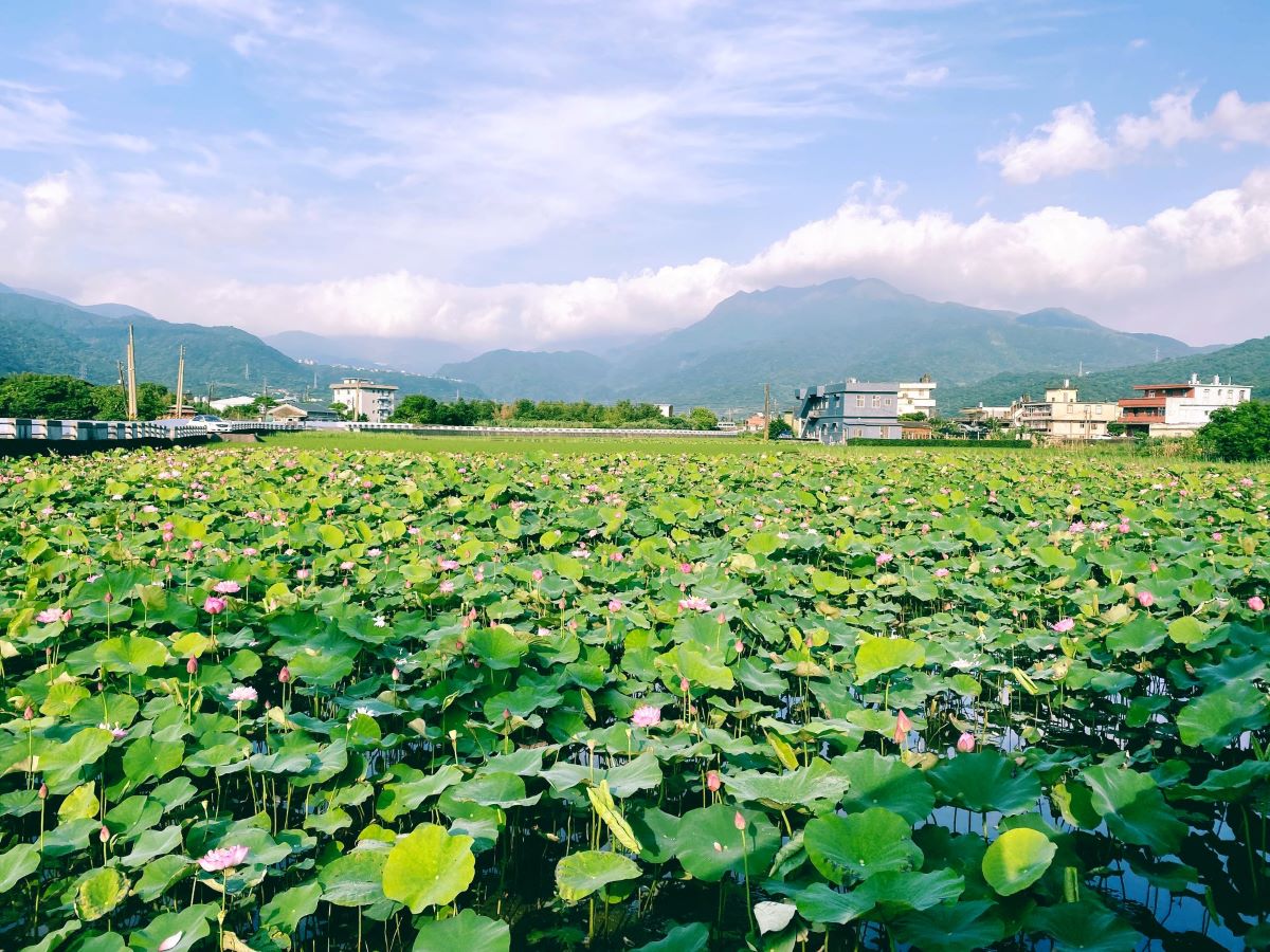 金山牡丹蓮田